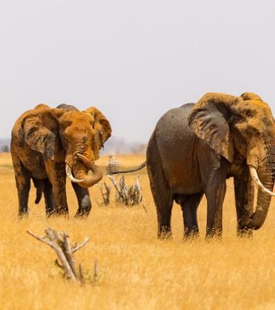 3 day Tsavo Safari