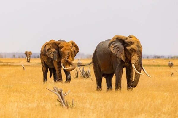 3 day Tsavo Safari
