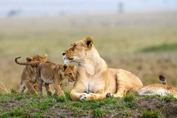 3 Days Maasai Mara Safari by Road