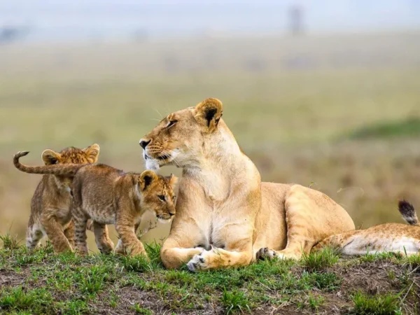 3 Days Maasai Mara Safari by Road