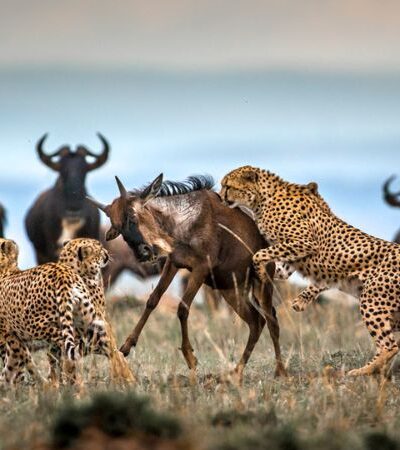 11 Days Kenya – Tanzania Driving Tour