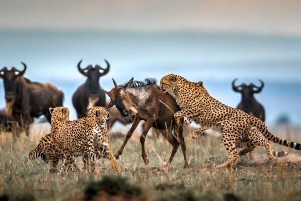 11 Days Kenya – Tanzania Driving Tour