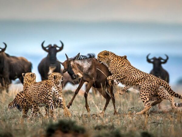 11 Days Kenya – Tanzania Driving Tour