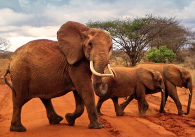 ESSENTIAL THINGS YOU MUST PACK FOR YOUR AFRICAN SAFARI