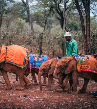 David Sheldrick Wildlife Trust