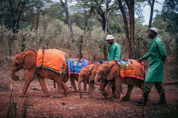 David Sheldrick Wildlife Trust