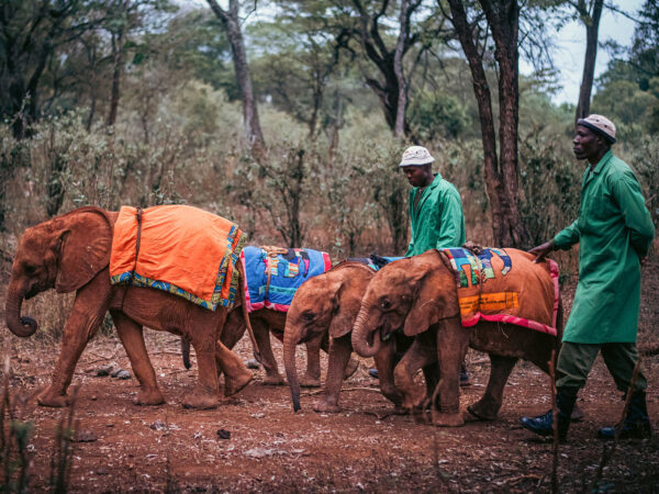 David Sheldrick Wildlife Trust