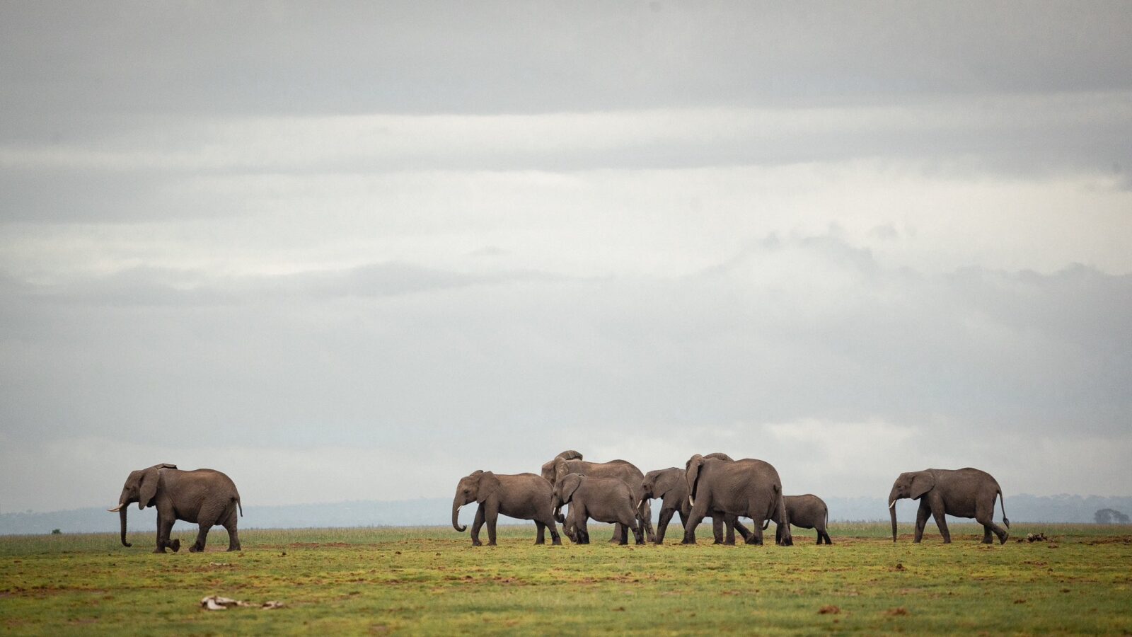 Elephants-of-the-Mara.jpg