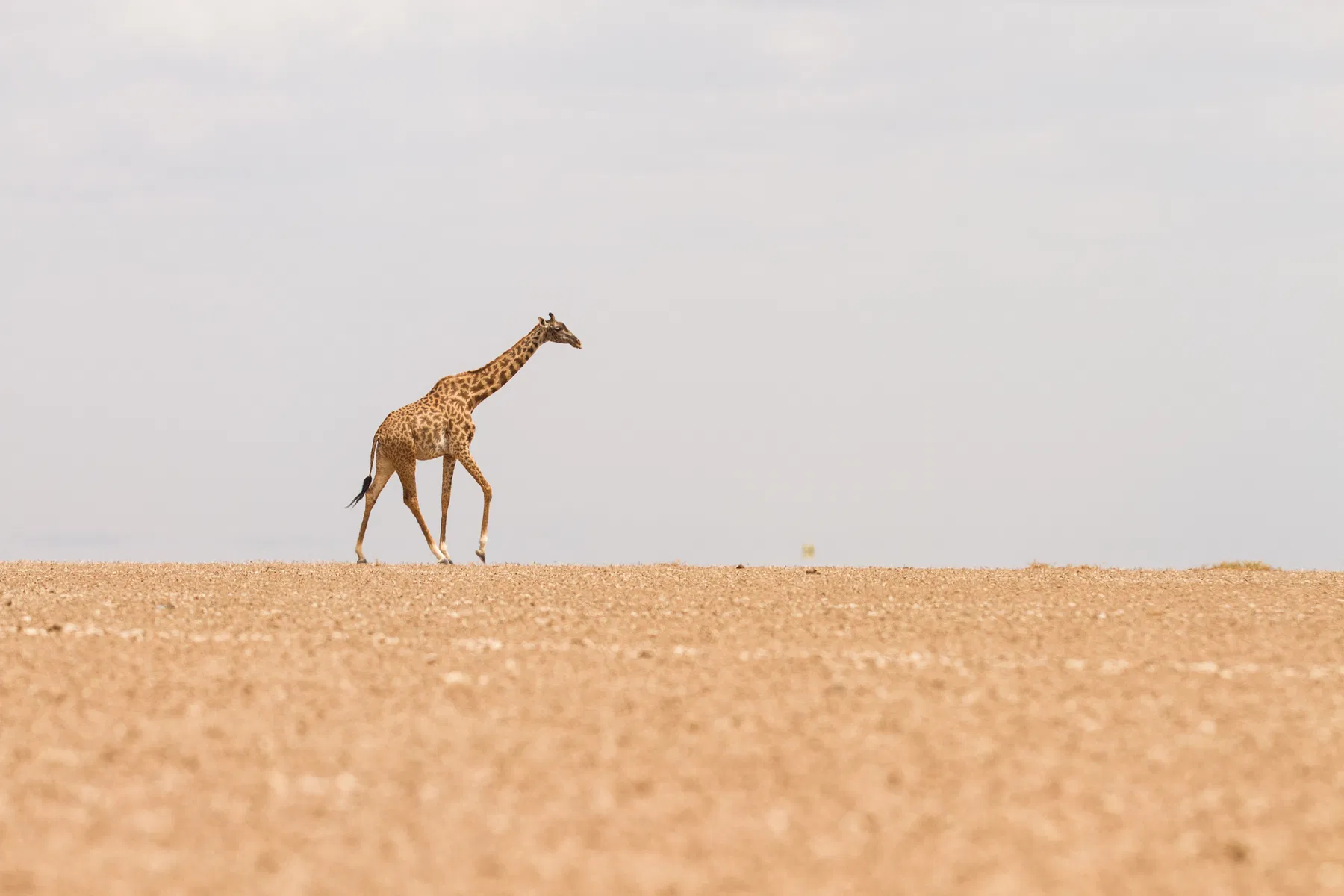 amboseli-dry-lake.webp