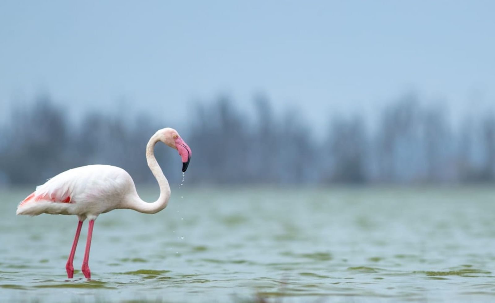 amboseli-lesser-flamingo.jpg