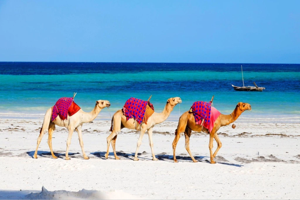 diani-beach-camels.webp