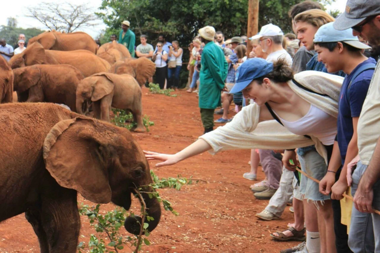 visit-to-david-sheldrick-elephant-orphanage.webp