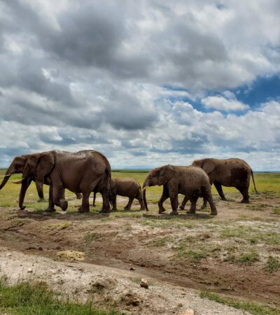 3 Day Amboseli Safari