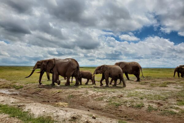 3 Day Amboseli Safari