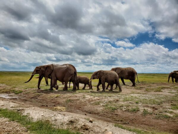 3 Day Amboseli Safari
