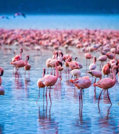 Lake Nakuru National Park Day Trip Safari
