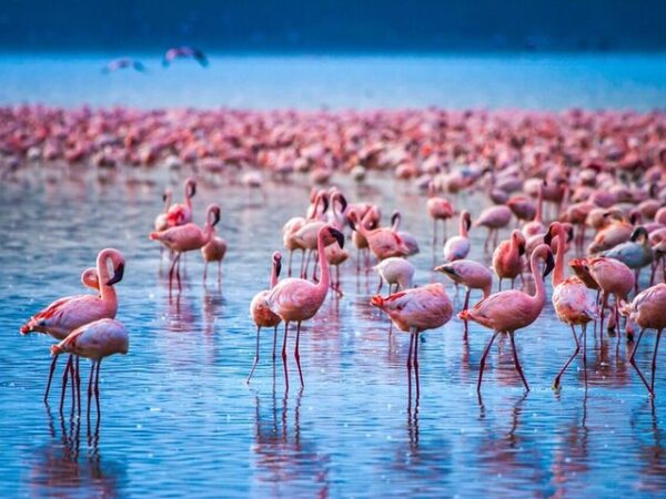 Lake Nakuru National Park Day Trip Safari
