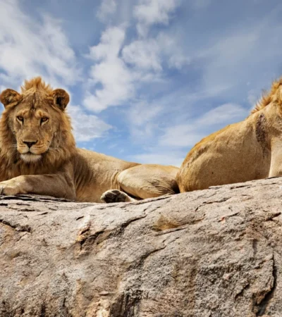 13 Days Combined Kenya – Tanzania Driving Tour
