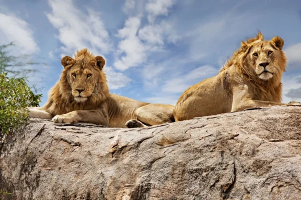 13 Days Combined Kenya – Tanzania Driving Tour