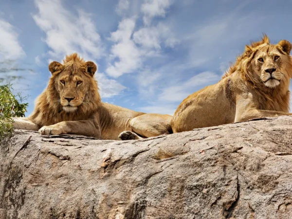 13 Days Combined Kenya – Tanzania Driving Tour