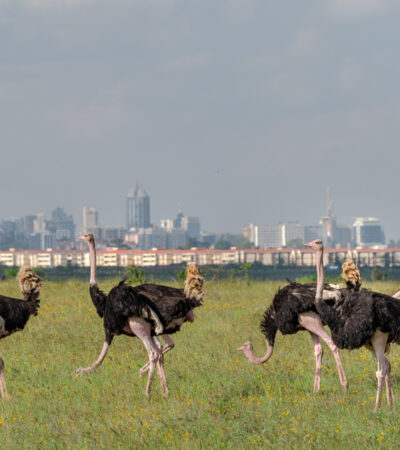 National Park, Elephants & Giraffe Center