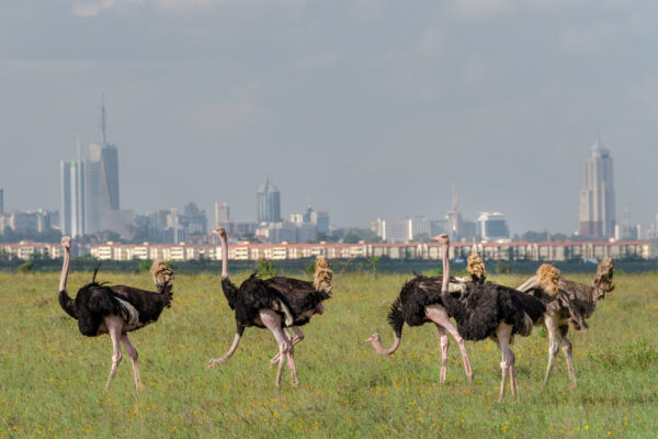 National Park, Elephants & Giraffe Center