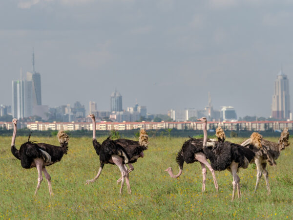 National Park, Elephants & Giraffe Center