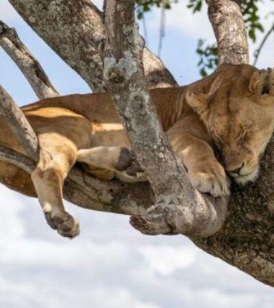 15 Days 360 Kenya – Tanzania Tour (Beach & Safari)