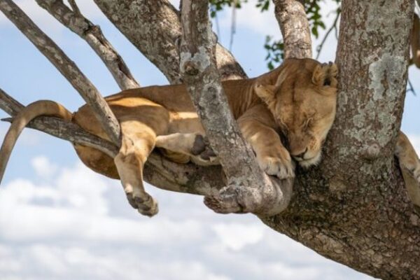 15 Days 360 Kenya – Tanzania Tour (Beach & Safari)