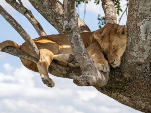 15 Days 360 Kenya – Tanzania Tour (Beach & Safari)