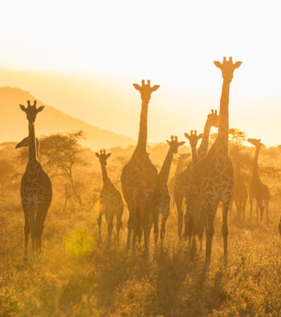 12 Days Combined Kenya – Tanzania Driving Tour