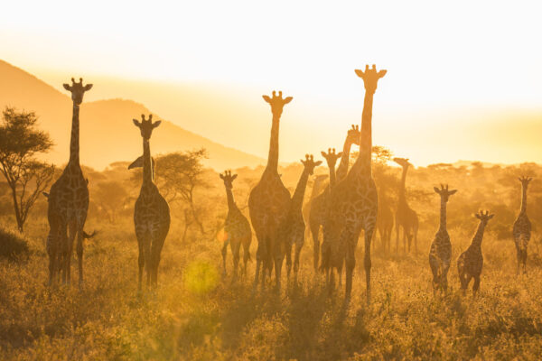 12 Days Combined Kenya – Tanzania Driving Tour