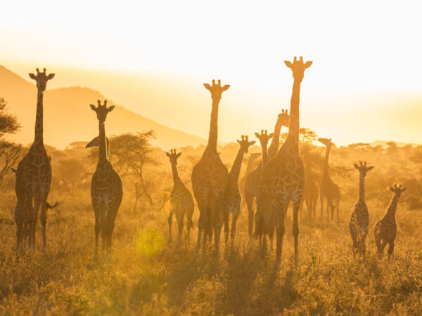 12 Days Combined Kenya – Tanzania Driving Tour