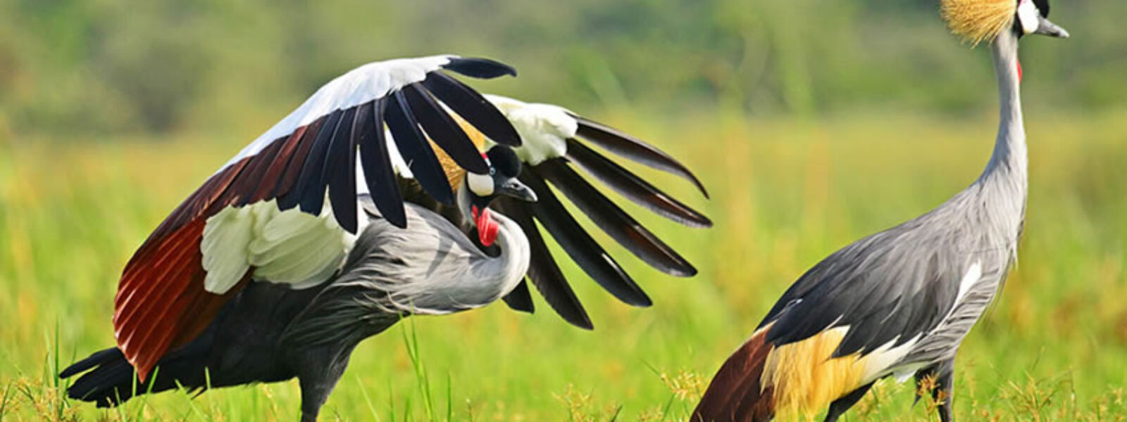 Uganda