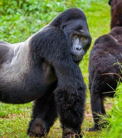 4 Day Uganda – Gorilla Trekking at Bwindi and Chimpanzee tracking at Kibale