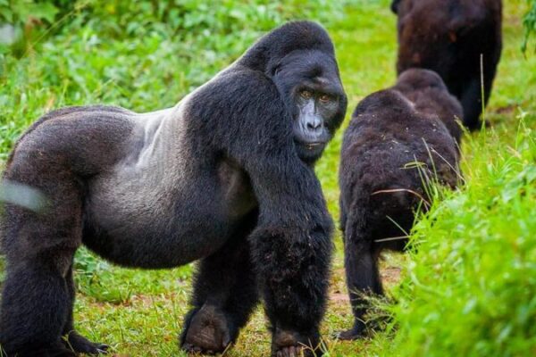 4 Day Uganda – Gorilla Trekking at Bwindi and Chimpanzee tracking at Kibale