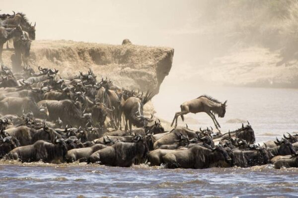 4 Days Maasai Mara Safari