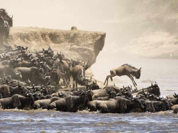 4 Days Maasai Mara Safari