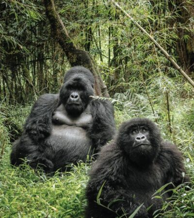 3 Day Chimpazee Trekking, canopy & Lake Kivu