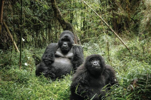 3 Day Chimpazee Trekking, canopy & Lake Kivu