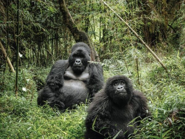 3 Day Chimpazee Trekking, canopy & Lake Kivu