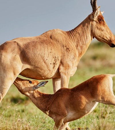 6 Day North Serengeti Great Migration Safari In Tanzania
