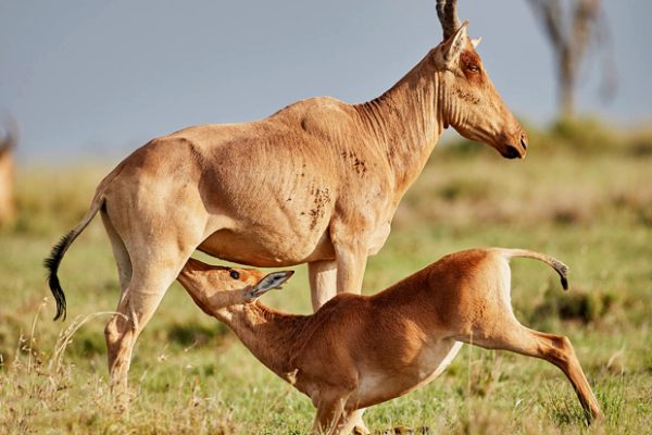 6 Day North Serengeti Great Migration Safari In Tanzania