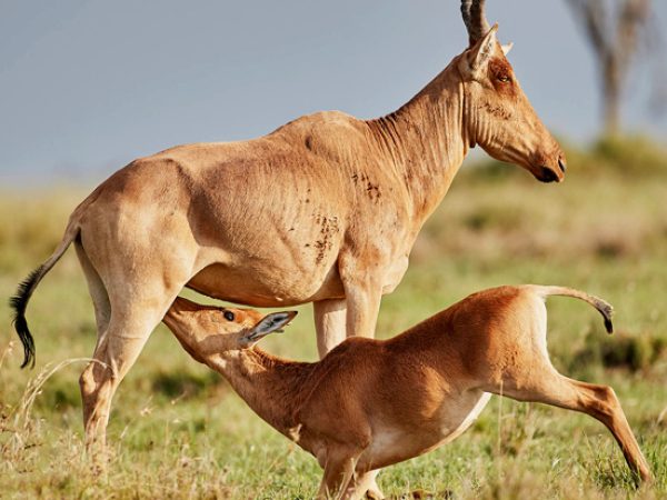 6 Day North Serengeti Great Migration Safari In Tanzania