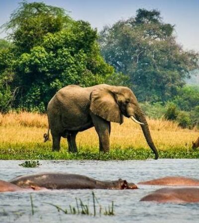 3 days Uganda Wildlife Safari