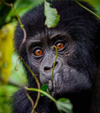 6 Day Uganda – Gorilla Trekking and Chimpanzee tracking