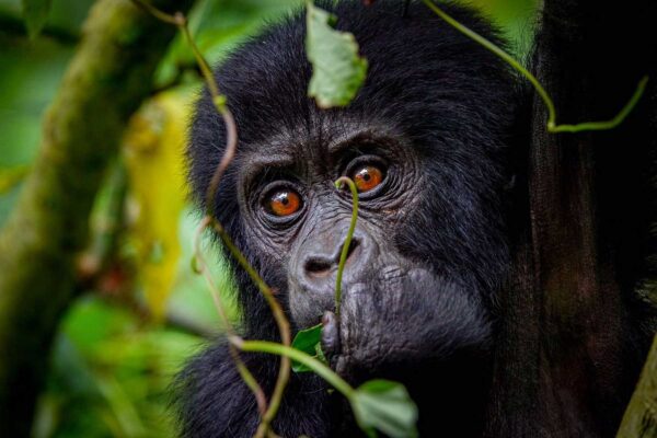 6 Day Uganda – Gorilla Trekking and Chimpanzee tracking