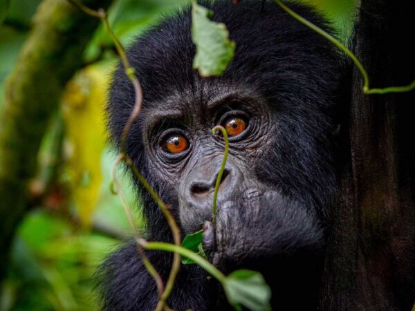 6 Day Uganda – Gorilla Trekking and Chimpanzee tracking