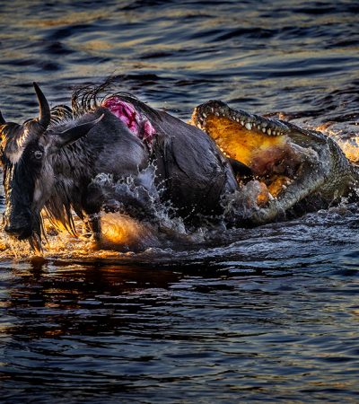 5 Day Northern Serengeti Great Migration Crossing River