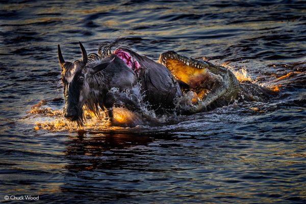 5 Day Northern Serengeti Great Migration Crossing River